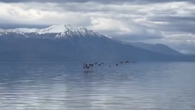 Photo of (ВИДЕО) Јато фламинга во прелет над Охридското езеро
