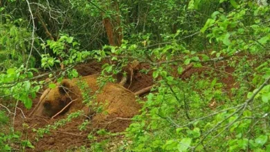 Photo of Видео: Спасена дива мечка од стапица во атарот на село Брајчино