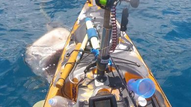 Photo of (ВИДЕО) Ајкула нападна човек во кајак, се спаси на неверојатен начин