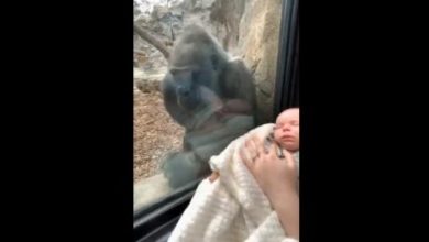 Photo of ВИДЕО: Мајка со бебе застана покрај горила во зоолошка градина, реакцијата на животното ги воодушеви сите