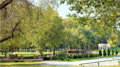 Photo of Град Скопје тврди- Во паркот сечеме исушени дрва и гранки