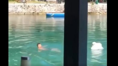 Photo of (ВИДЕО) Лебед напаѓа капач на испустот на Црн Дрим во Струга