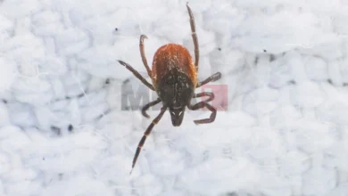 Photo of Нема нови случаи со ККХТ, Министерството за здравство апелира граѓаните да се придржуваaт кон првентивните мерки