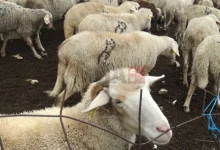 Photo of Во Грција овци изеле околу 100 килограми медицински канабис