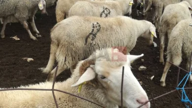 Photo of Во Грција овци изеле околу 100 килограми медицински канабис
