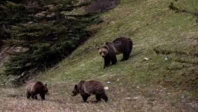 Photo of Зголемено присуство на мечки во Маврово и Ростуше, Општината бара да се прогласи кризна состојба