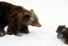Photo of Широк фронт за заштита на кафеавата мечка