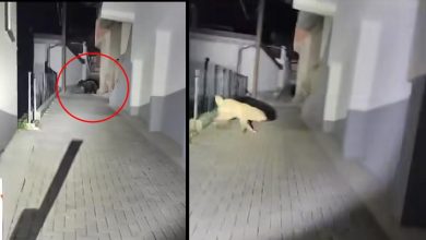 Photo of ВИДЕО: Ангелов покажа како бркаат мечка низ Жировница:  „Проблемите изгледаат поедноставно од безбедна дистанца