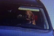 Photo of Во Словачка, куче фатено зад волан, сопственикот казнет