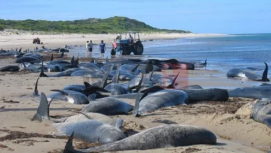 Photo of Над 100 делфини умреа во Бразил, можна причина е високата температура на водата