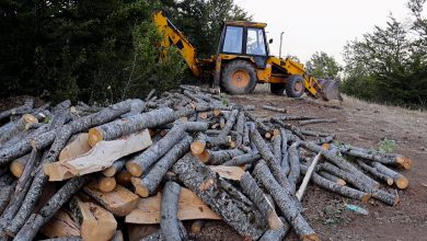 Photo of ВИДЕО: На Јабланица оперираат дрвосечачи од Албанија без дозволи за работа и престој
