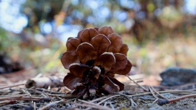 Photo of На Македонија ѝ фалат мешани шуми