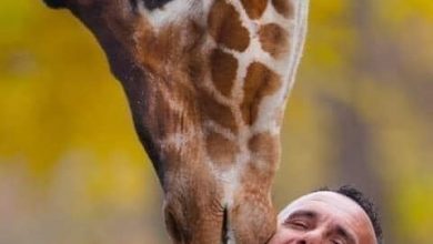 Photo of Фокус: Неколку часа по смртта на негувателот на жирафите во Скопје ЗОО, починала и последната жирафа во градината!