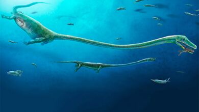 Photo of Откриен целосен фосил на подводен диносаурус во Кина