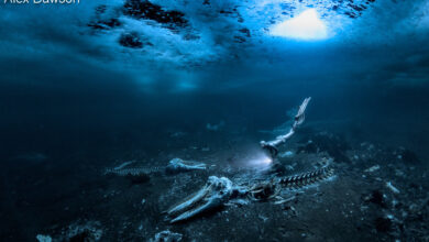 Photo of ГАЛЕРИЈА: “Коските на китoт” најдобра подводна фотографија во 2024