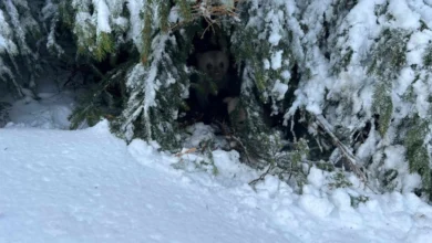 Photo of ВИДЕО Мечката го нападнала  туристот на Шара за да ги заштити нејзините мечиња