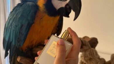 Photo of Врз буре со кисела зелка пронајден е папагалот Шер за која се нудеа 2.500 евра