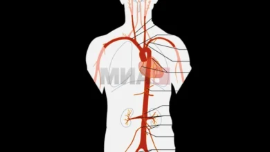 Photo of Аортата доби статус на посебен орган во човековото тело