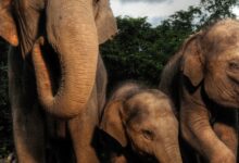 Photo of ВИДЕО: Избеган слон ги шокираше возачите – прошета низ улиците на еден американски град