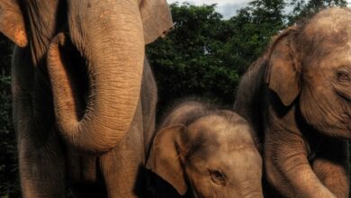 Photo of И азискиот слон ги закопува своите угинати младенчиња