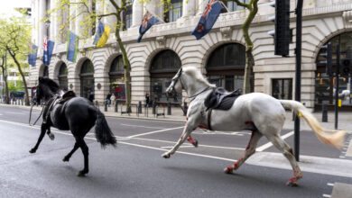 Photo of (Видео) Избегани воени коњи трчаа низ улиците на Лондон: повредени најмалку четири лица