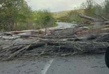 Photo of Паднато дрво го попречува сообраќајот на патот Делчево – Пехчево
