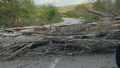 Photo of Паднато дрво го попречува сообраќајот на патот Делчево – Пехчево