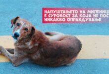 Photo of Лајка: Напуштањето на милениците е суровост за која не постои никакво оправдување