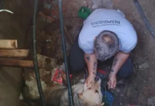 Photo of ЦУК: Куче паднато во шахта остави без интернет дел од болницата „Филип Втори“ и поликлиниката „Букурешт