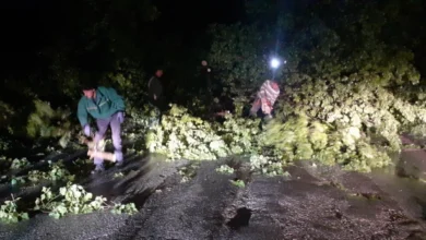 Photo of ЦУК: Паднато дрво на бул. „Александар Македонски“ во Автокоманда