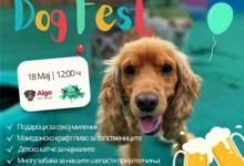 Photo of Во Скопје утре прв „Dog Fest