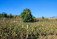 Photo of Станушината – единствената македонска автохтона сорта на грозје се враќа на винската карта