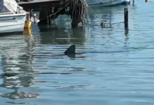 Photo of Сина ајкула тешка 200 килограми уловена во Будва
