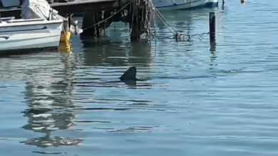 Photo of Сина ајкула тешка 200 килограми уловена во Будва