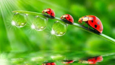 Photo of Претпладне сончево и топло, попладне локално пороен дожд и грмежи