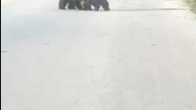 Photo of (ВИДЕО) Мечка со две мечиња се појави на пат во Маврово