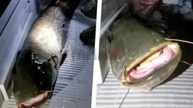 Photo of Во Дунав фатен сом долг над два метра, тежок 80 килограми
