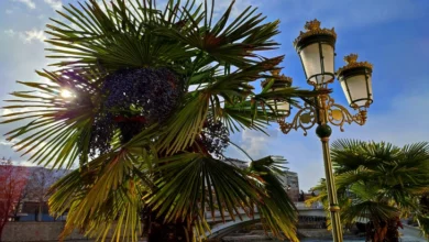 Photo of Викендов натпросечно топло, од понеделник краткотраен дожд и грмежи