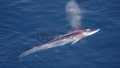 Photo of Кит забележан во Јадранско Море, апел до туристите и до локалното население да не му приоѓаат