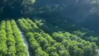 Photo of Албанската полиција уништи околу 25 илјади стебла марихуана во атарот на Велипоја