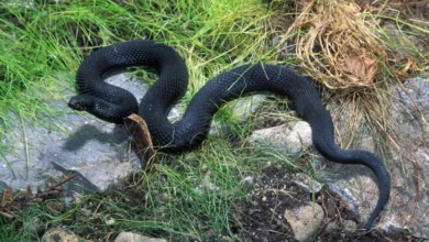 Photo of Прв случај на каснување од змија, надлежните апелираат на внимателност за време на летото