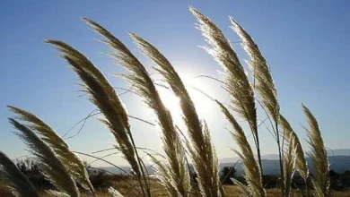 Photo of Викендов стабилно со пораст на дневната температура, од понеделник повторно локален дожд и грмежи попладне