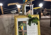 Photo of Казна од 20.000 евра за сопственик на два папагали, бидејќи им ги пресекол крилата за да се сликаат со туристи на Халкидики