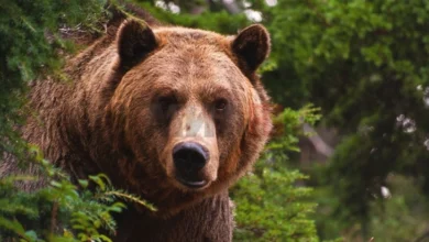 Photo of Мечка нападна странски турист во Италија