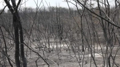 Photo of По тринаесет дена пожарот кај Серта е целосно изгаснат