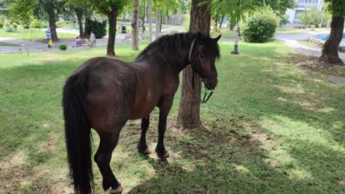 Photo of Коњот Тошка и уште два од Илинденската коњаница од Горно Лисиче завршиле на ливада во Кавадарци. Тошковски истражува