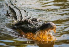 Photo of Во Австралија се трага по дванаесетгодишно момче кое било нападнато од крокодил додека пливало