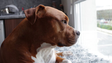 Photo of Пресврт во Нови Сад! Дојдоа резултатите од обдукцијата – сепак пит булот не го убил сопственикот