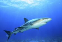 Photo of Ајкули на брегот на Бразил позитивни на кокаин