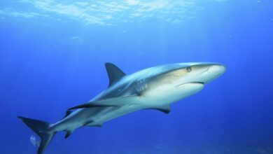Photo of Ајкули на брегот на Бразил позитивни на кокаин